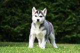 SIBERIAN HUSKY 1001